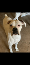 Reunited Male Dog last seen Avenida caylee, Homeland, CA 92548
