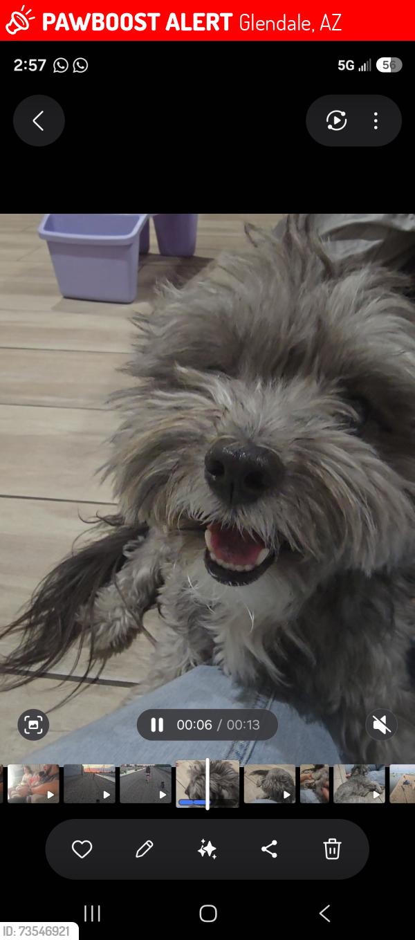 Lost Male Dog last seen 49th ave and Peoria Ave, Glendale, AZ 85304