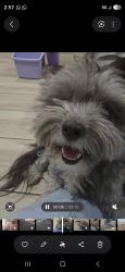 Lost Male Dog last seen 49th ave and Peoria Ave, Glendale, AZ 85304