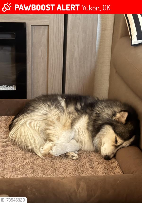 Lost Male Dog last seen Yukon, Yukon, OK 73099