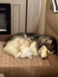 Lost Male Dog last seen Yukon, Yukon, OK 73099