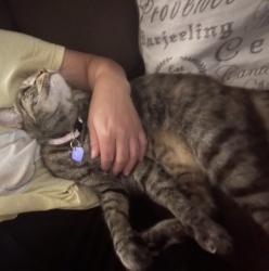 Lost Female Cat last seen Roosevelt, Berwyn, IL 60402