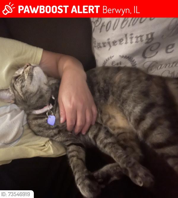 Lost Female Cat last seen Roosevelt, Berwyn, IL 60402