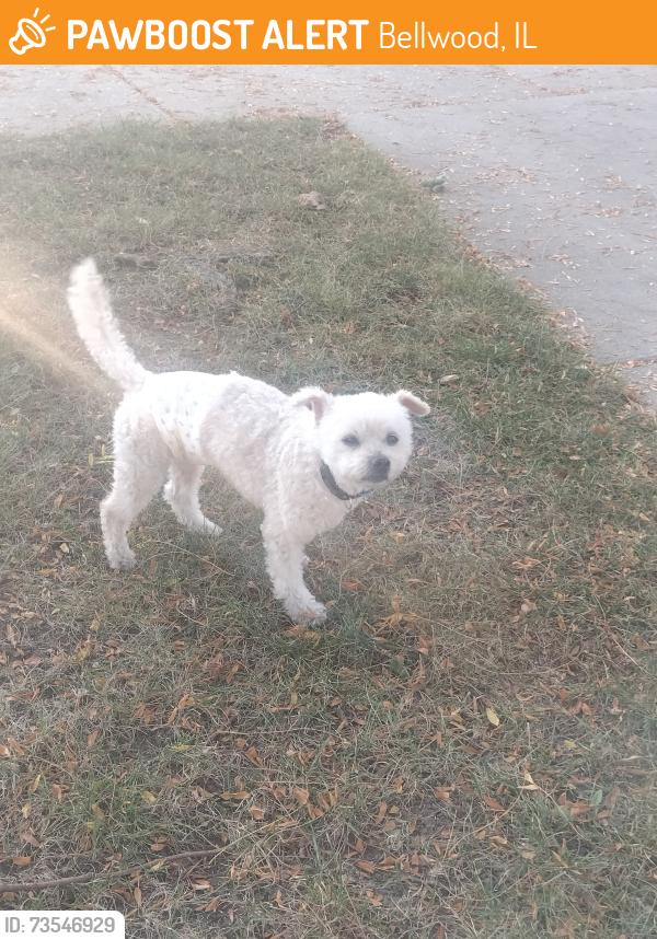 Found/Stray Male Dog last seen St. Charles Ave and Bellwood Ave, Bellwood, IL 60104