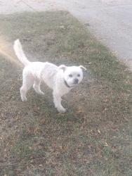 Found/Stray Male Dog last seen St. Charles Ave and Bellwood Ave, Bellwood, IL 60104