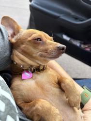 Reunited Female Dog last seen Near E 300 N St, American Fork, UT 84003, USA, American Fork, UT 84003