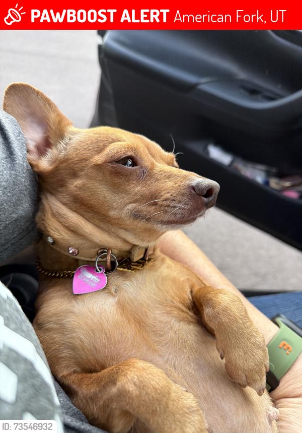 Lost Female Dog last seen American fork high school, American Fork, UT 84003