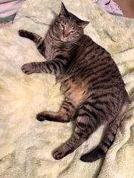 Reunited Male Cat last seen Landsbrook neighborhood, Oklahoma City, OK 73132