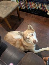 Reunited Male Dog last seen Decatur Ave, Fort Worth, TX 76106