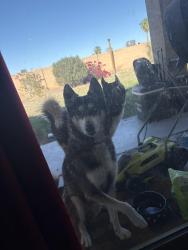 Found/Stray Male Dog last seen 17th Ave and Vineyard, Phoenix, AZ 85041