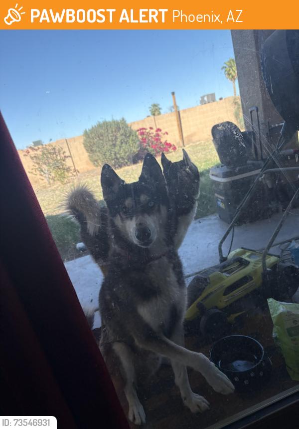 Found/Stray Male Dog last seen 17th Ave and Vineyard, Phoenix, AZ 85041