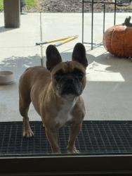 Shelter Stray Female Dog last seen MURRIETA RD X NUEVO RD, 227 N D St, Perris, CA 92570, USA