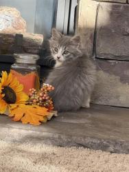 Shelter Stray Male Cat last seen Near BLOCK S 1500 W, WEST VALLEY CITY UT 84123, 4522 W 3500 S, West Valley City, UT 84120, USA