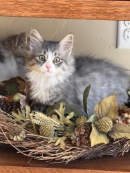 Shelter Stray Male Cat last seen Near BLOCK S 1500 W, WEST VALLEY CITY UT 84123, 4522 W 3500 S, West Valley City, UT 84120, USA