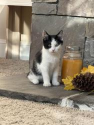 Shelter Stray Male Cat last seen Near BLOCK S 1500 W, WEST VALLEY CITY UT 84123, 4522 W 3500 S, West Valley City, UT 84120, USA
