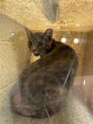 Shelter Stray Female Cat last seen Near BLOCK EDGEWARE, 4522 W 3500 S, West Valley City, UT 84120, USA
