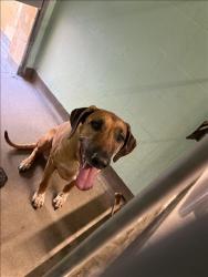 Shelter Stray Male Dog last seen , West Valley Animal Shelter, 20655 Plummer St, Chatsworth, CA 91311, USA
