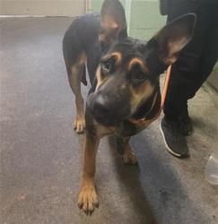 Shelter Stray Female Dog last seen NORWOOD AVE & JESSE AVE, 2127 Front St, Sacramento, CA 95818, USA