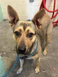 Shelter Stray Female Dog last seen BALSAM ST & NORTH AVE, 2127 Front St, Sacramento, CA 95818, USA
