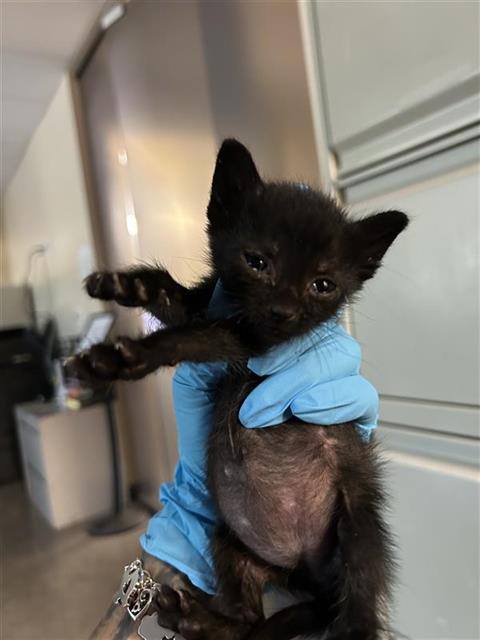 Shelter Stray Female Cat last seen , 4710 TX-151, San Antonio, TX 78227, USA