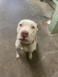 Shelter Stray Male Dog last seen SEAVEY CIR & 5TH ST, 2127 Front St, Sacramento, CA 95818, USA