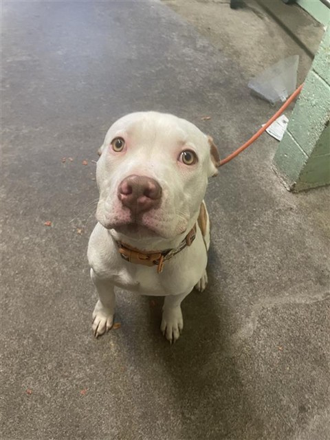 Shelter Stray Male Dog last seen SEAVEY CIR & 5TH ST, 2127 Front St, Sacramento, CA 95818, USA