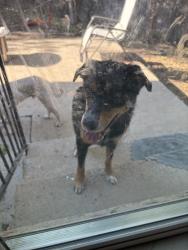 Reunited Unknown Dog last seen South Creek, Round Rock, TX 78664, USA, Round Rock, TX 78664