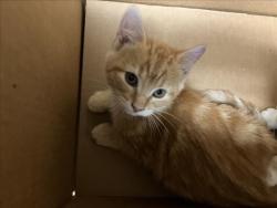 Shelter Stray Unknown Cat last seen Near BLOCK W 13TH ST N, WICHITA KS 67203, 3303 N Hillside St, Wichita, KS 67219, USA