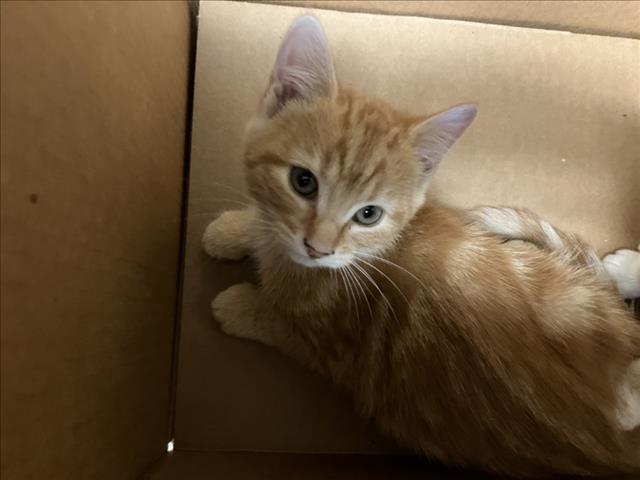 Shelter Stray Unknown Cat last seen Near BLOCK W 13TH ST N, WICHITA KS 67203, 3303 N Hillside St, Wichita, KS 67219, USA