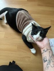 Found/Stray Male Cat last seen Graves monterey park ca 91755, Monterey Park, CA 91755