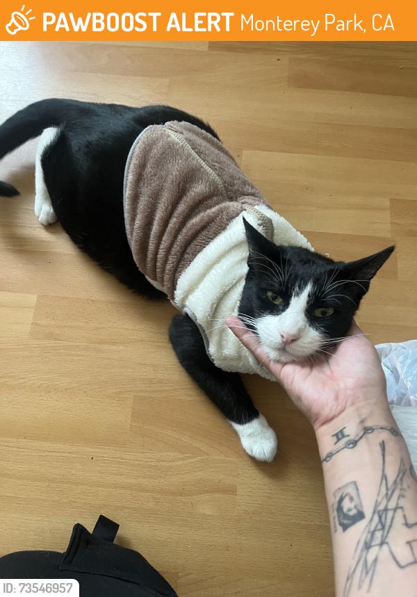 Found/Stray Male Cat last seen Graves monterey park ca 91755, Monterey Park, CA 91755