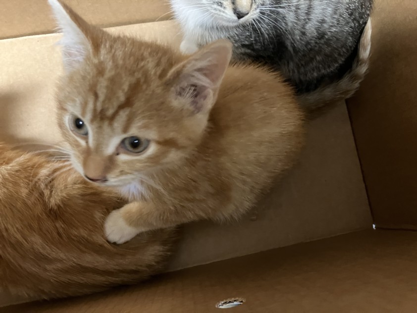 Shelter Stray Unknown Cat last seen Near BLOCK W 13TH ST N, WICHITA KS 67203, 3303 N Hillside St, Wichita, KS 67219, USA