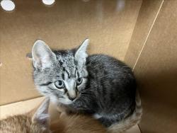 Shelter Stray Unknown Cat last seen Near BLOCK W 13TH ST N, WICHITA KS 67203, 3303 N Hillside St, Wichita, KS 67219, USA