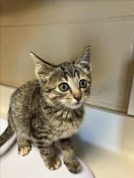 Shelter Stray Female Cat last seen Near BLOCK S YELLOWSTONE ST, WICHITA KS 67215, 3303 N Hillside St, Wichita, KS 67219, USA