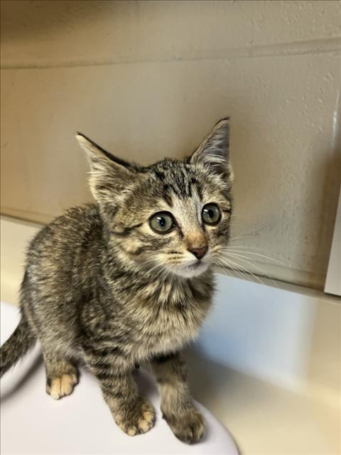 Shelter Stray Female Cat last seen Near BLOCK S YELLOWSTONE ST, WICHITA KS 67215, 3303 N Hillside St, Wichita, KS 67219, USA