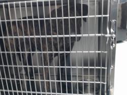 Shelter Stray Female Dog last seen Near BLOCK GRADY ST, FAYETTEVILLE NC 28306, 4704 Corporation Dr, Fayetteville, NC 28306, USA