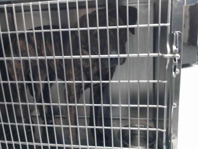 Shelter Stray Female Dog last seen Near BLOCK GRADY ST, FAYETTEVILLE NC 28306, 4704 Corporation Dr, Fayetteville, NC 28306, USA