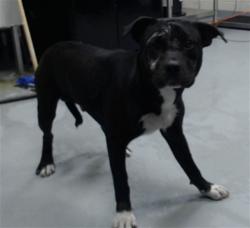 Shelter Stray Male Dog last seen Near BLOCK GRADY ST, FAYETTEVILLE NC 28306, 4704 Corporation Dr, Fayetteville, NC 28306, USA
