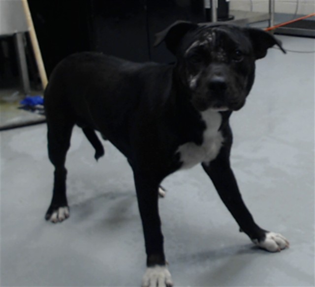 Shelter Stray Male Dog last seen Near BLOCK GRADY ST, FAYETTEVILLE NC 28306, 4704 Corporation Dr, Fayetteville, NC 28306, USA