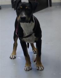 Shelter Stray Female Dog last seen Near SHAW MILL RD, FAYETTEVILLE NC 28311, 4704 Corporation Dr, Fayetteville, NC 28306, USA