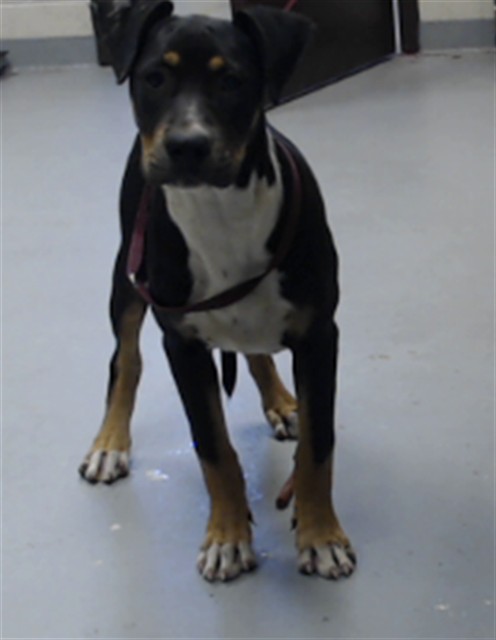 Shelter Stray Female Dog last seen Near SHAW MILL RD, FAYETTEVILLE NC 28311, 4704 Corporation Dr, Fayetteville, NC 28306, USA