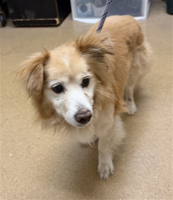 Shelter Stray Male Dog last seen CANNERY PARK, 16 Barnes Ct, Hayward, CA 94544, USA