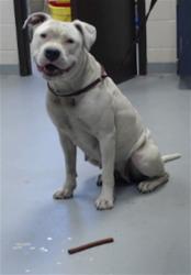 Shelter Stray Female Dog last seen Near SHAW MILL RD, FAYETTEVILLE NC 28311, 4704 Corporation Dr, Fayetteville, NC 28306, USA