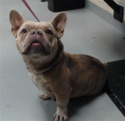 Shelter Stray Female Dog last seen Near SHAW MILL RD, FAYETTEVILLE NC 28311, 4704 Corporation Dr, Fayetteville, NC 28306, USA