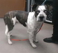 Shelter Stray Male Dog last seen 55TH AVE AND NORTHERN AVE, 2500 S 27th Ave, Phoenix, AZ 85009, USA