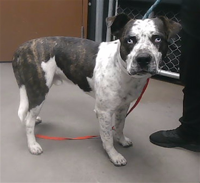 Shelter Stray Male Dog last seen 55TH AVE AND NORTHERN AVE, 2500 S 27th Ave, Phoenix, AZ 85009, USA