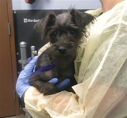 Shelter Stray Female Dog last seen 42ND PL AND MINTON ST, 2500 S 27th Ave, Phoenix, AZ 85009, USA