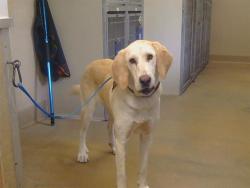 Shelter Stray Female Dog last seen SIMMERHORN RD/ CHEROKEE LN, 95632, 3839 Bradshaw Rd, Sacramento, CA 95827, USA