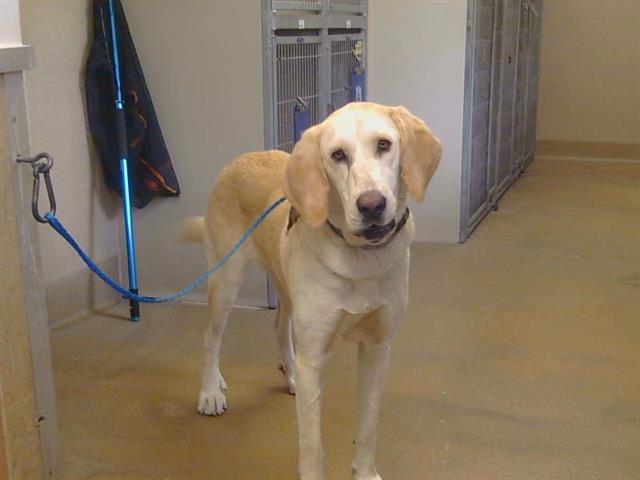 Shelter Stray Female Dog last seen SIMMERHORN RD/ CHEROKEE LN, 95632, 3839 Bradshaw Rd, Sacramento, CA 95827, USA