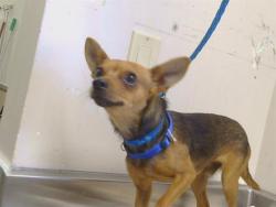 Shelter Stray Male Dog last seen ORANGE GROVE AVE/ WATT AVE, 95660, 3839 Bradshaw Rd, Sacramento, CA 95827, USA